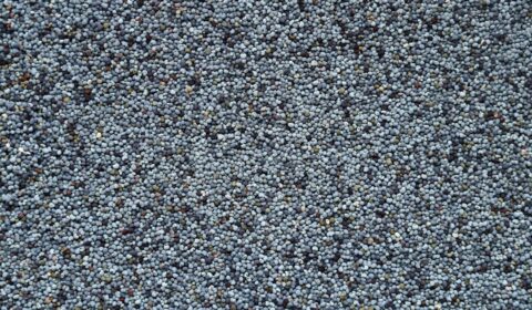 Photo Protein and fiber